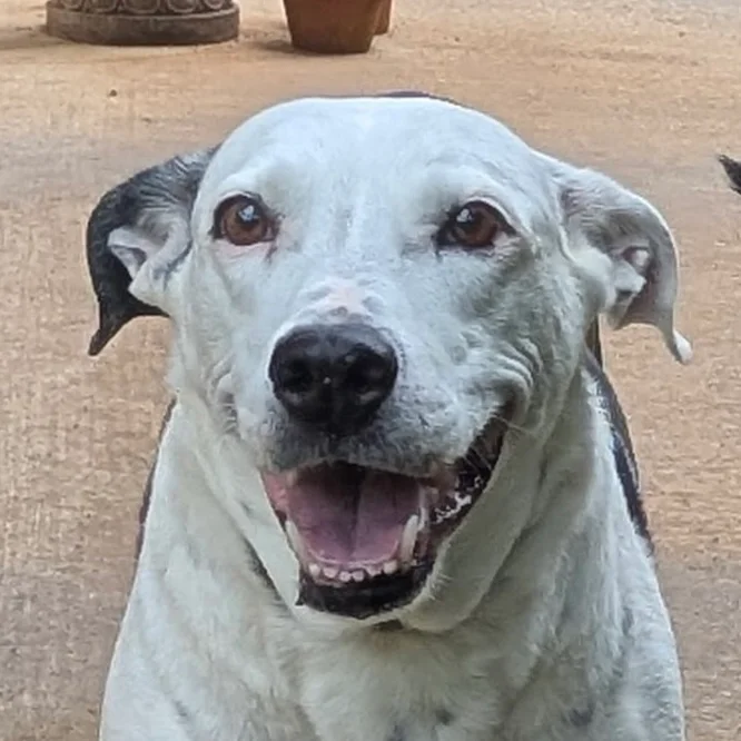 Close-up portrait of Lucky, a happy white dog with black markings.