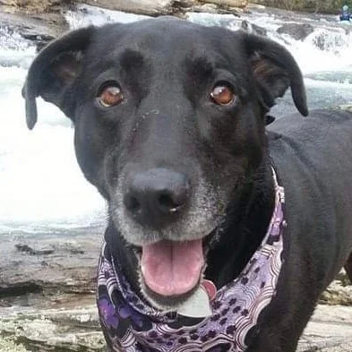 Portrait of Penny, a happy black dog wearing a purple patterned bandana.