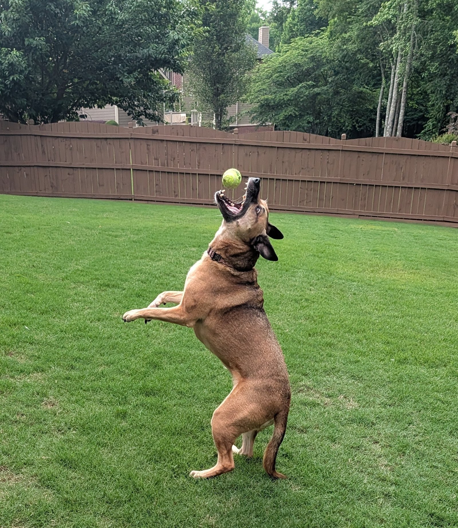 Brown dog jumping to catch a tennis ball in a grassy backyard