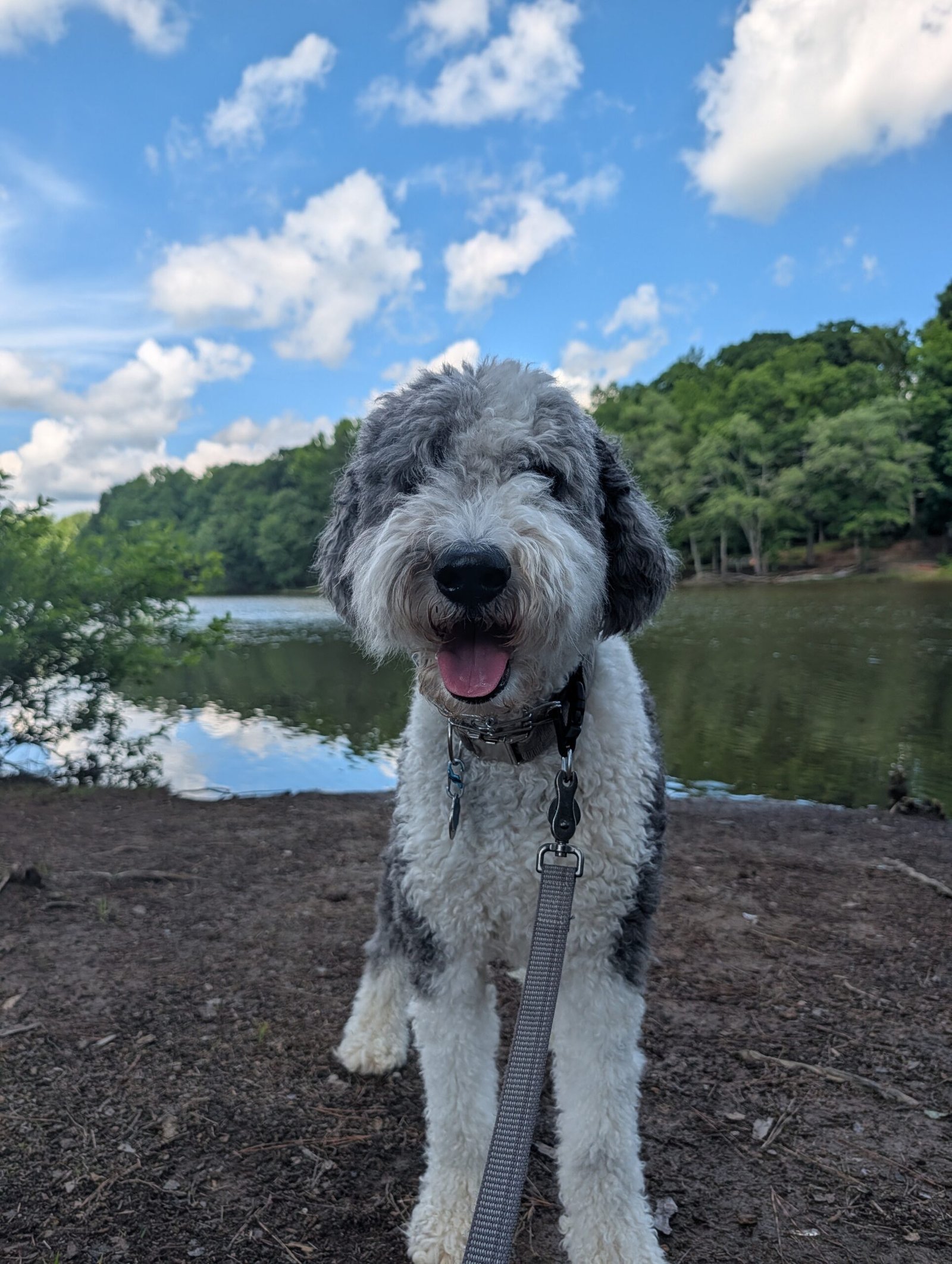 Happy gray-and-white fluffy dog standing on a leash beside a lake.