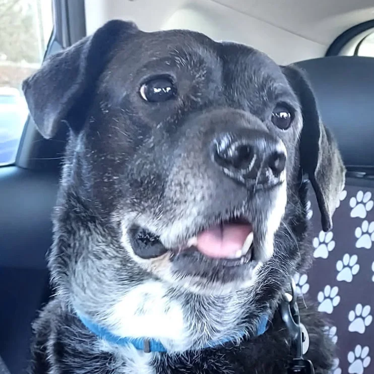 Close-up portrait of Sammy, a senior black dog wearing a blue collar inside a car.
