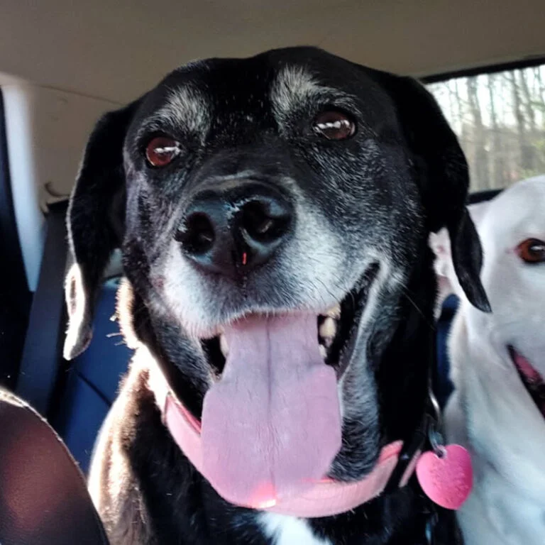 Close-up portrait of Dixie, a senior black dog wearing a pink collar inside a car.